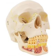 Human Skull with Nerve & Blood Vessels, 3 parts